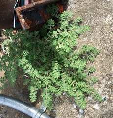 Euphorbia prostrata