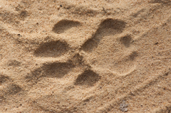 Panthera pardus kotiya