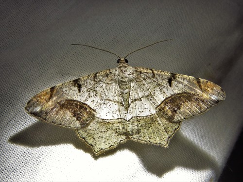 Chiasmia fulvimargo