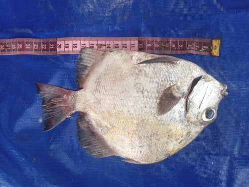 West African spadefish (Chaetodipterus lippei) — Ephippidae