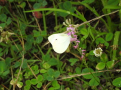Pieris rapae