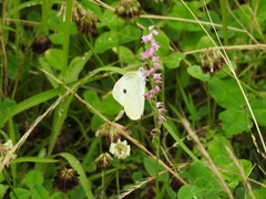Pieris rapae