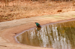 Chalcophaps indica robinsoni