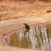 Sri Lanka Emerald Dove - Photo (c) John Sullivan, some rights reserved (CC BY-NC), uploaded by John Sullivan