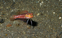 Redspotted Sandperch photo 3