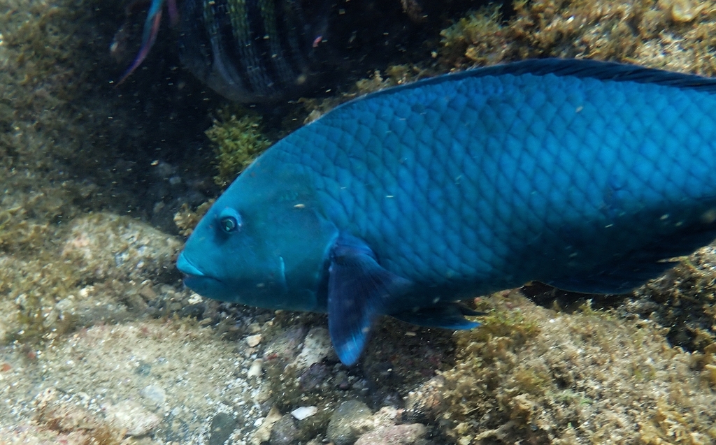 Emerald Wrasse