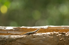 Eutropis madaraszi