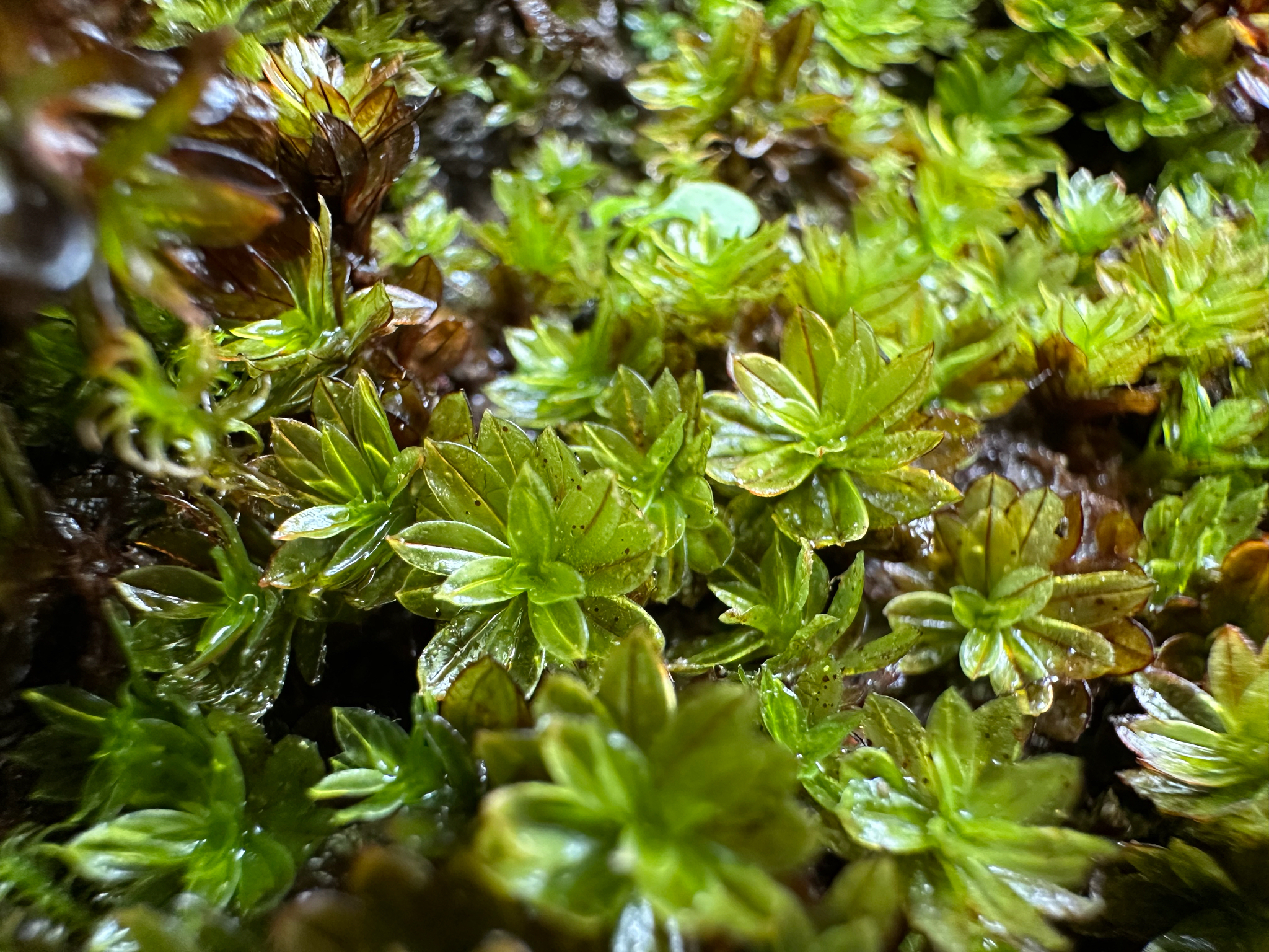 Crumia latifolia