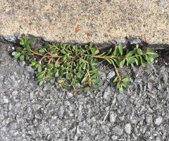 Portulaca oleracea