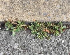 Portulaca oleracea