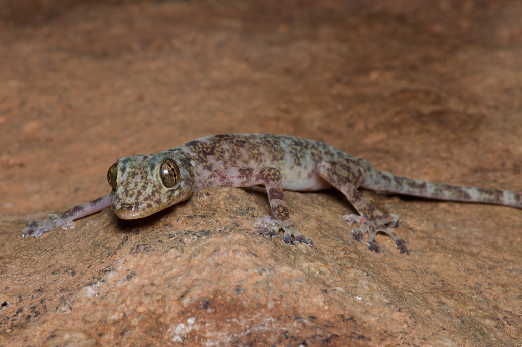 Great Rock Gecko