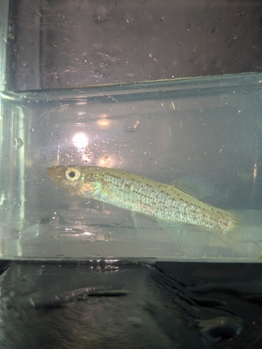 Stippled studfish (Fundulus bifax) — Fundulidae — 5