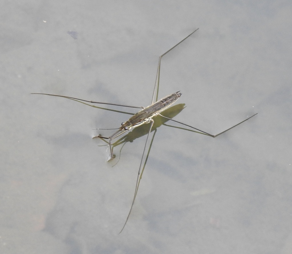 Aquarius Paludum Paludum From Osaka Castle Chuo Ward Osaka Japan On aquarius-paludum-paludum-from-osaka-castle-chuo-ward-osaka-japan-on