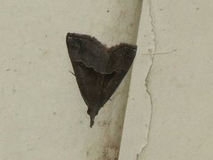 Hypena indicatalis