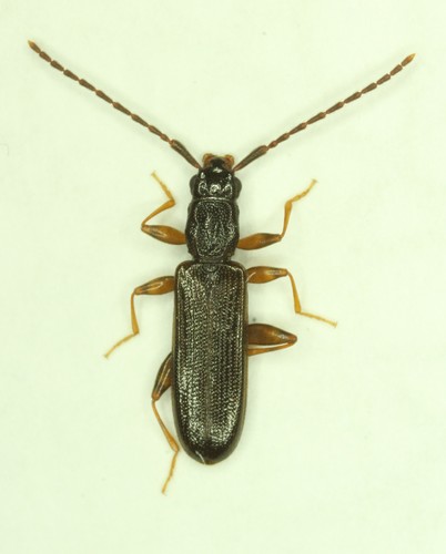 Swan Silvan Flat Bark Beetle