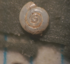 Lucilla nummus