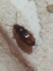 Elaphropus