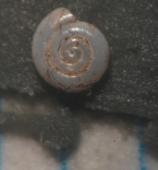 Lucilla nummus