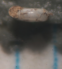 Lucilla nummus