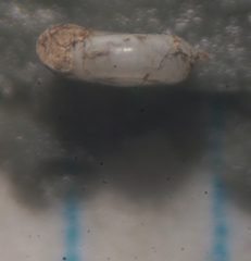 Lucilla nummus