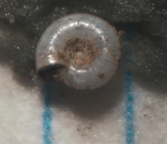 Lucilla nummus