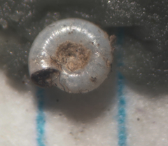 Lucilla nummus