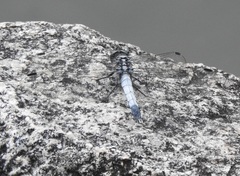 Orthetrum albistylum speciosum