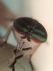 Tabanus subsimilis