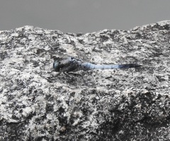 Orthetrum albistylum speciosum