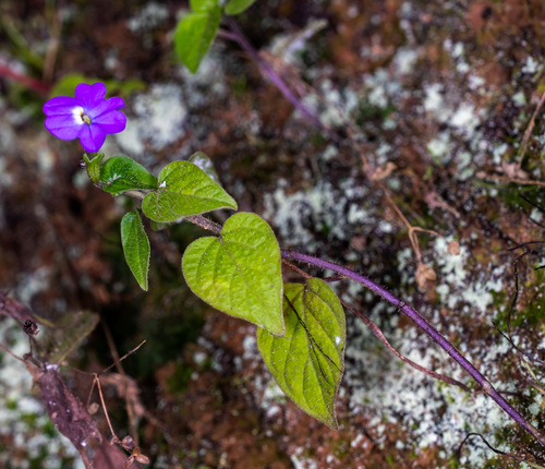 Jamaican forget-me-not (Browallia americana)
