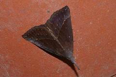 Hypena subcyanea