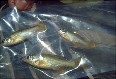 Alloophorus robustus