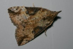 Hypena tristalis