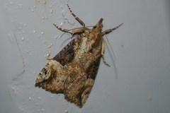 Hypena tristalis