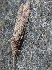 Triplectidinae