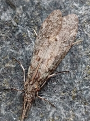 Triplectidinae