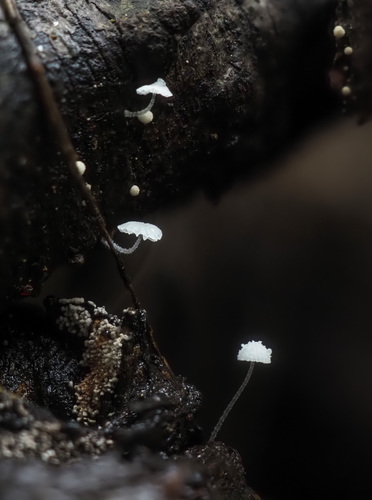 Mycena