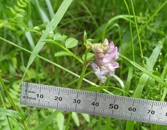Common Bush Vetch (Vicia sepium)