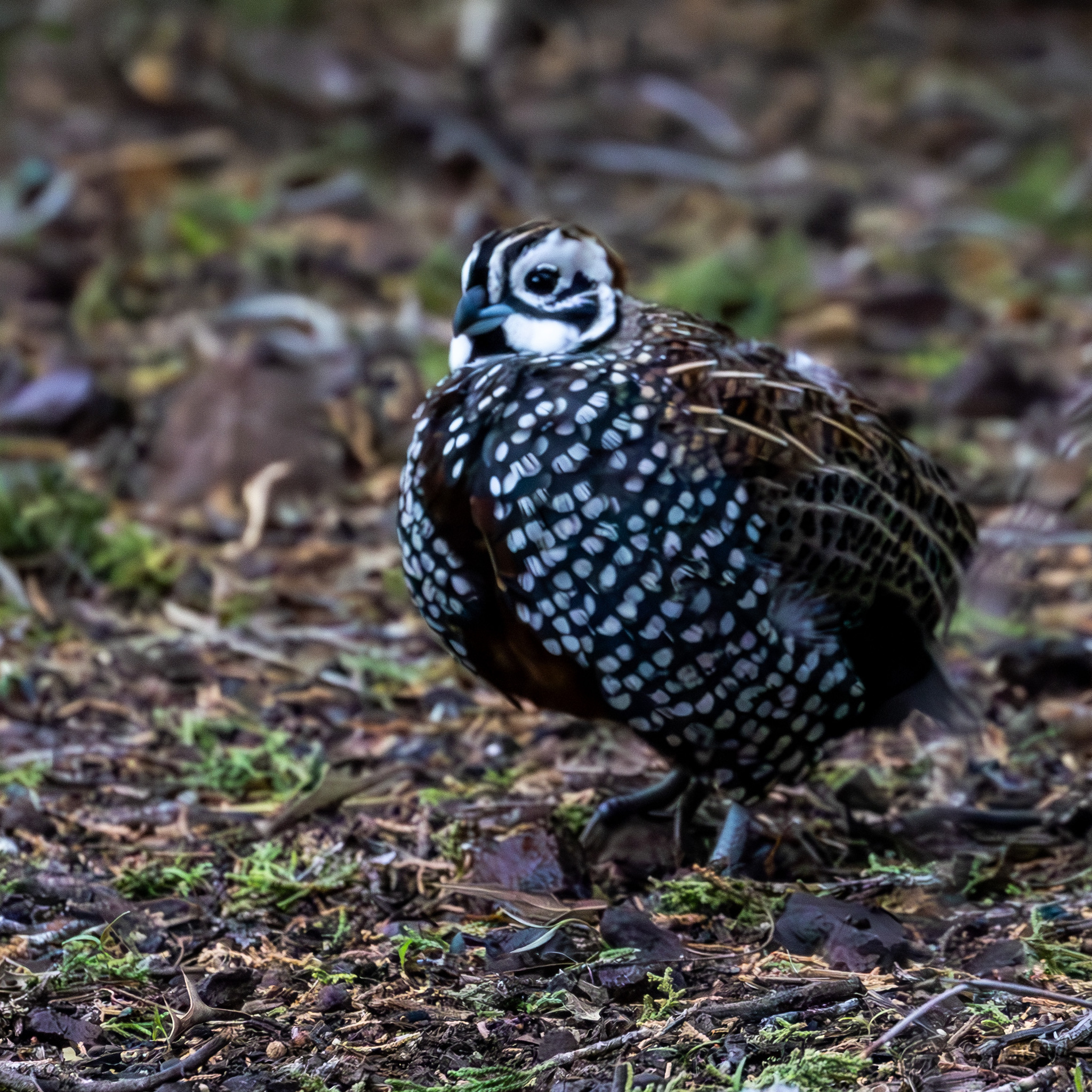 Montezuma Quail (Cyrtonyx montezumae), photo 7