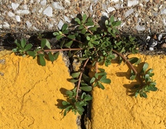 Portulaca oleracea
