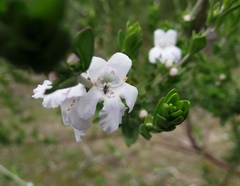 Prostanthera behriana