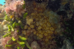 Stolonica australis