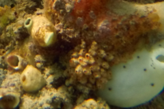 Stolonica australis