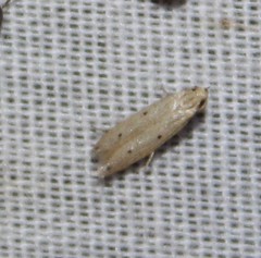 Numata bipunctella