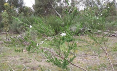 Prostanthera behriana