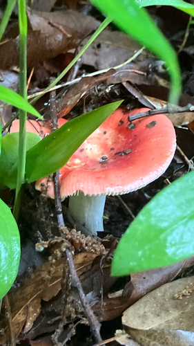 Russula