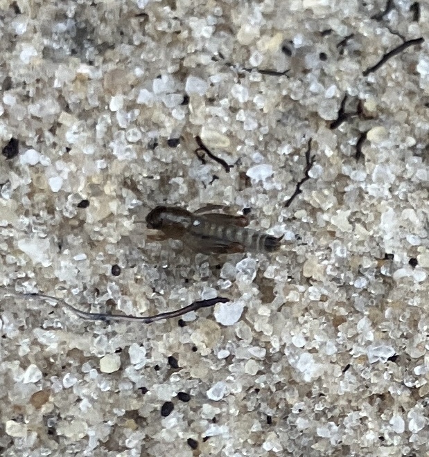 Archbold Pygmy Mole Cricket