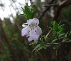 Prostanthera behriana