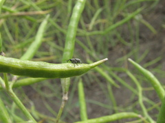 Ceutorhynchus obstrictus