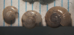Glyphyalinia